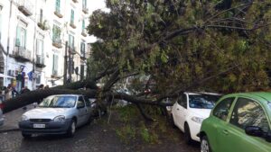 Questa mattina un albero è caduto a causa del maltempo in Piazza Cavour, a pochi metri da diversi plessi scolastici. Il tronco ha schiacciato e danneggiato