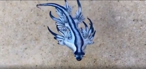 Un giovane australiano per caso ha trovato una delle creature più affascinanti del mare. Ma Il "Drago Blu" gli avrebbe potuto procurare