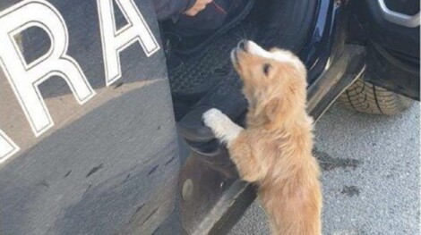 A Pozzuoli i Carabinieri della locale stazione forestale hanno denunciato per il reato di abbandono di animali un 56enne