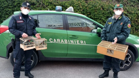 Denunciato a Grumo Nevano dai carabinieri della forestale di Napoli un 61enne del posto per detenzione illecita di cardellini