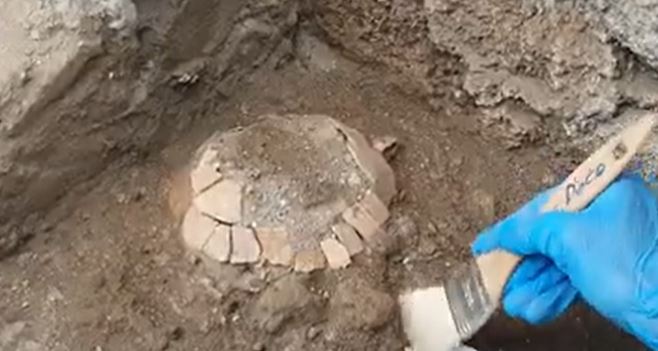 una tartaruga di terra con il suo fragile uovo custodito sono stati rinvenuti in una bottega di via dell'Abbondanza