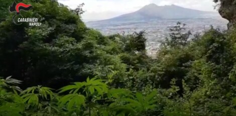 Si chiama “Green Life” l’operazione che i Carabinieri stanno svolgendo a ridosso delle pendici dei Monti Lattari