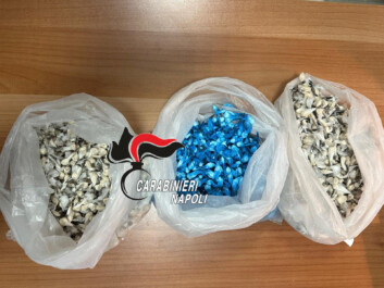 Nel pieno centro di Caivano Carabinieri hanno arrestato due persone e sequestrato ingenti quantitativi di droga