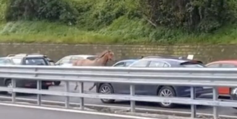 cavallo in tangenziale, i video