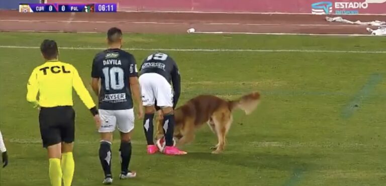 amante del pallone inusuale invade il campo