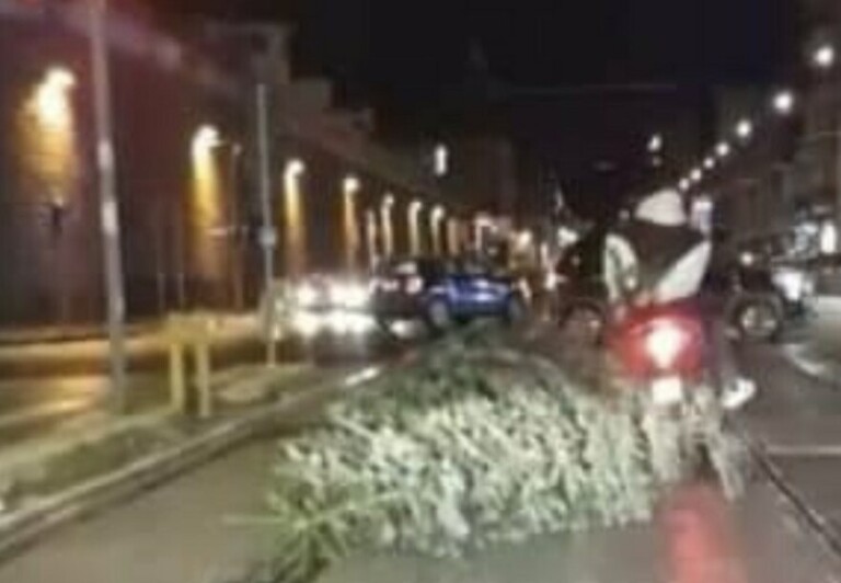 minori albero natale pestati