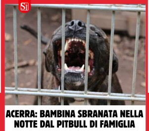 Acerra, bimba uccisa dal pitbull di famiglia