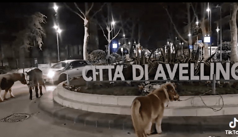 Tre pony, in gravi condizioni, sono stati legati con una corda e abbandonati al centro di una rotonda ad Avellino.