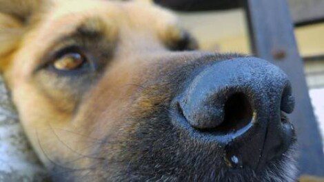 immagine presa dal web generica per articolo maltrattamento cane