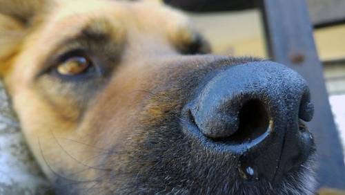 immagine presa dal web generica per articolo maltrattamento cane