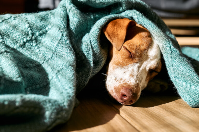 cani maltrattati salvati da carabinieri