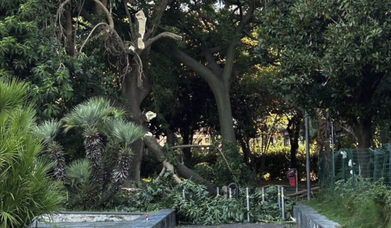 ramo albero ceduto piazza quattro giornate