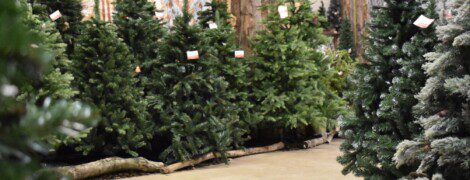 Alberi natale rubati Plebiscito