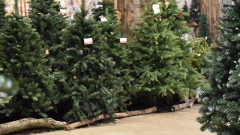 Alberi natale rubati Plebiscito