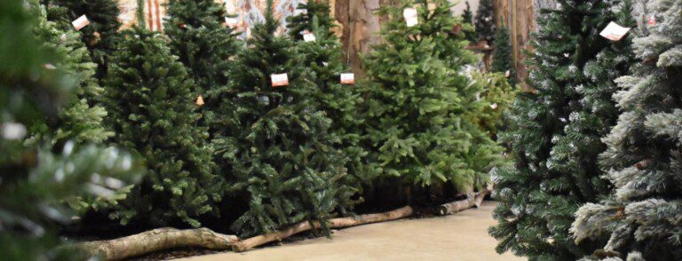 Alberi natale rubati Plebiscito