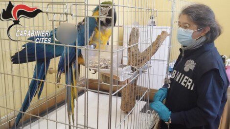 Animali maltrattati Nola Carabinieri