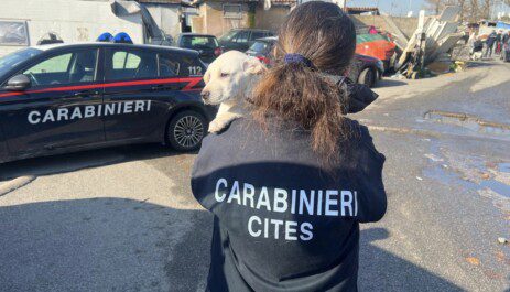 Campo Rom controlli carabinieri cane