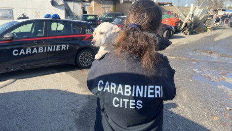 Campo Rom controlli carabinieri cane