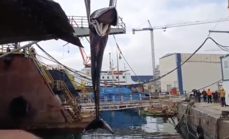 Balenottera morta Beverello Video