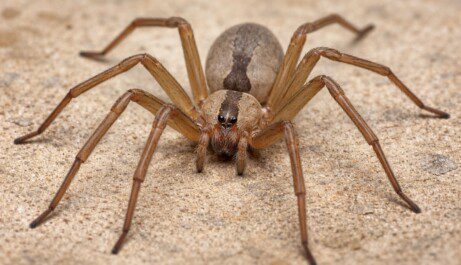 Puntura ragno violino salvato