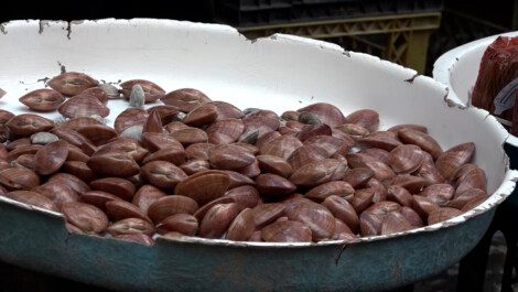 frutti di mare epatite a napoli contagio mercato pignasecca