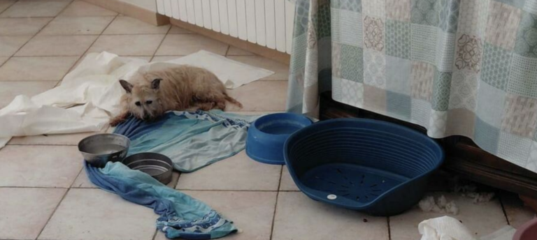 cani abbandonati